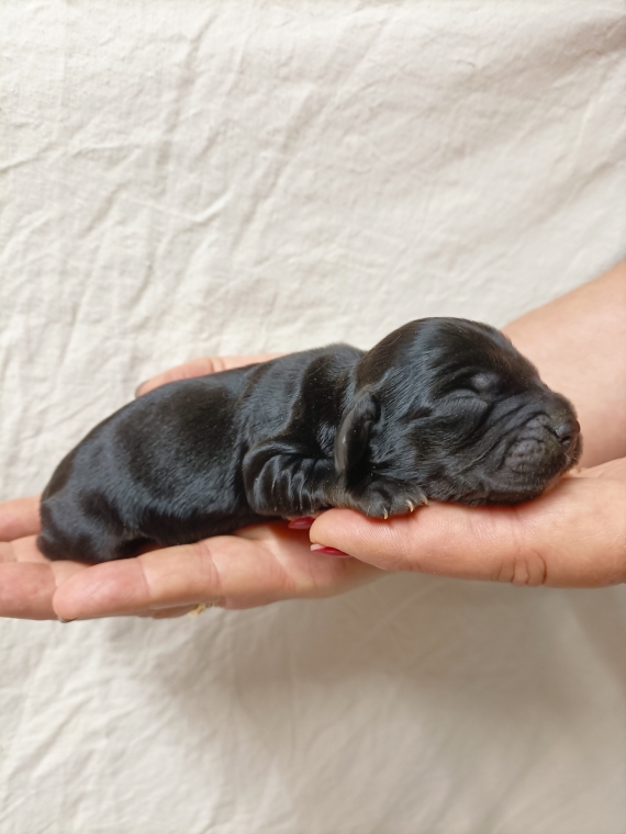 Petit mâle Cocker Anglais (Spaniel) né le 11/06/2026 est proposé – vendu 1600 €.