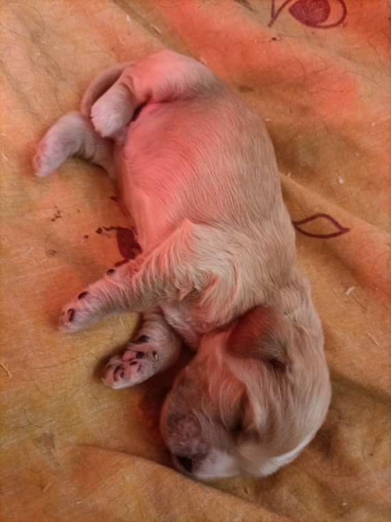 Petit mâle Cocker Anglais (Spaniel) né le 11/06/2026 est proposé – vendu 1500 €.