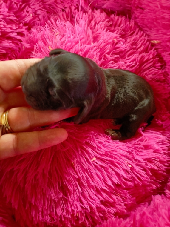 Petite femelle Cocker Anglais (Spaniel) née le 11/06/2026 est proposée – vendue 1600 €.