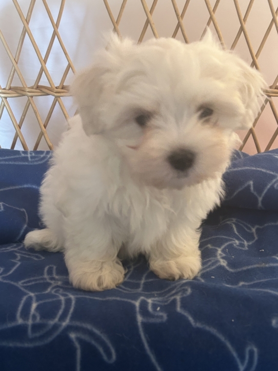 Petit mâle Bichon Maltais né le 24/04/2026 est proposé – vendu 1480 €.
