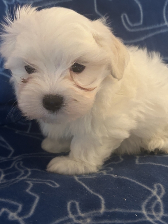 Petit mâle Bichon Maltais né le 24/04/2026 est proposé – vendu 1480 €.