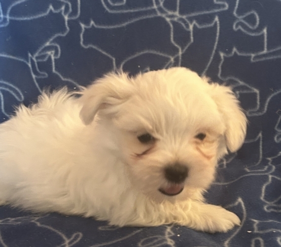 Petit mâle Bichon Maltais né le 24/04/2026 est proposé – vendu 1480 €.