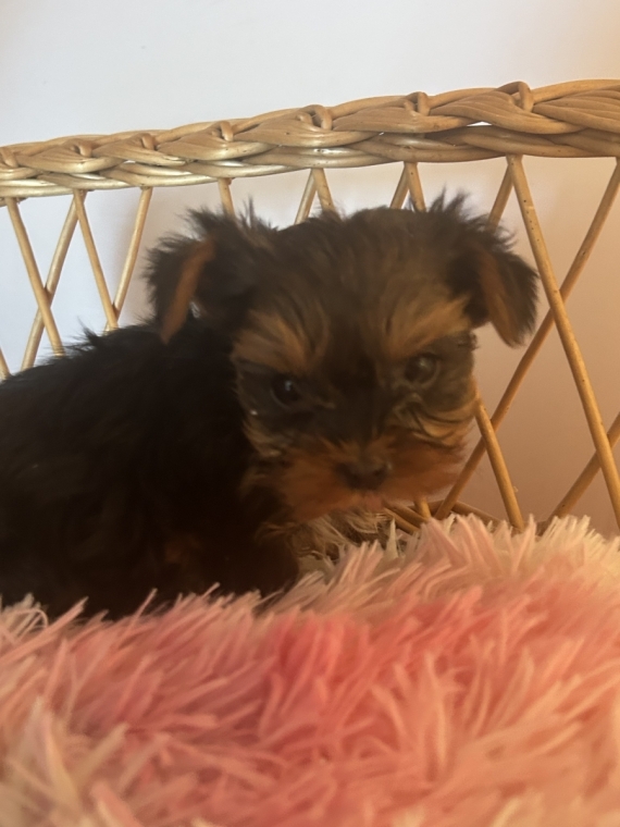 Petit mâle Yorkshire Terrier né le 27/04/2026 est proposé – vendu 1700 €.