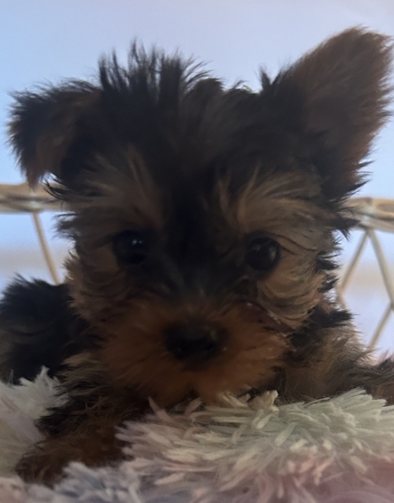 Petit mâle Yorkshire Terrier né le 27/04/2026 est proposé – vendu 1700 €.