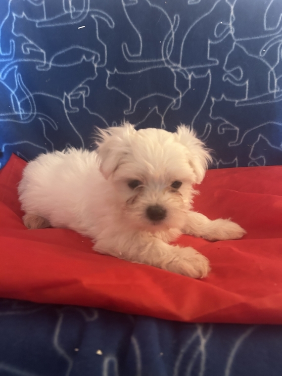 Petite femelle Bichon Maltais née le 04/05/2026 est proposée – vendue 1580 €.