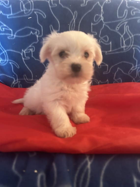 Petit mâle Bichon Maltais né le 04/05/2026 est proposé – vendu 1480 €.