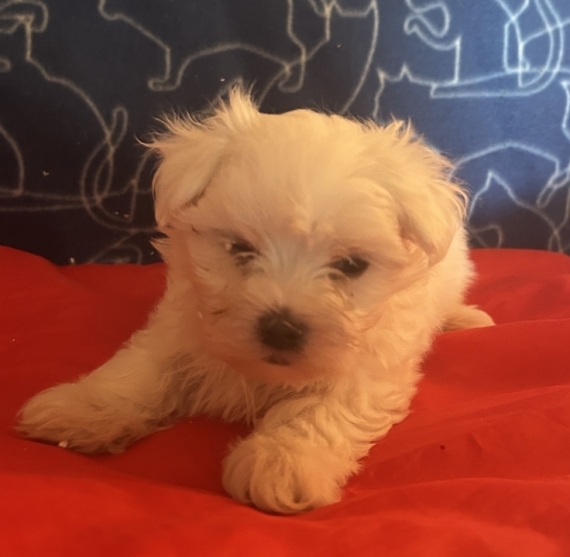 Petit mâle Bichon Maltais né le 04/05/2026 est proposé – vendu 1480 €.