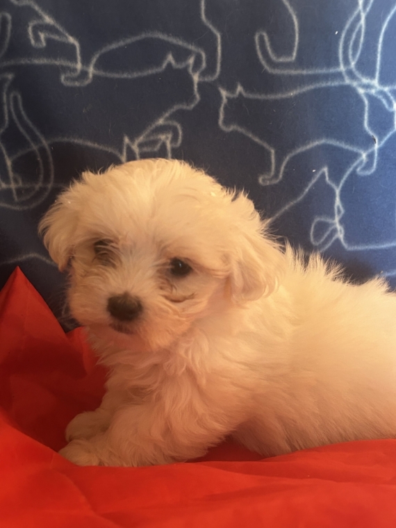 Petit mâle Bichon Maltais né le 04/05/2026 est proposé – vendu 1480 €.