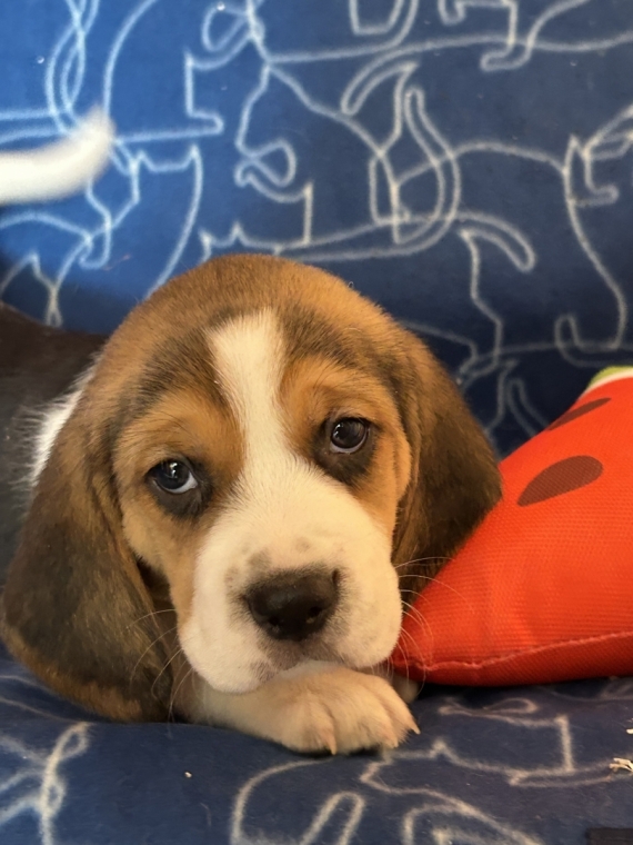 Petit mâle Beagle né le 26/05/2026 est proposé – vendu 1050 €.
