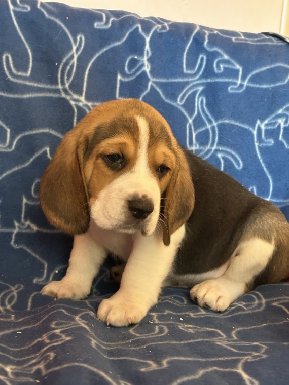 Petit mâle Beagle né le 26/05/2026 est proposé – vendu 1050 €.