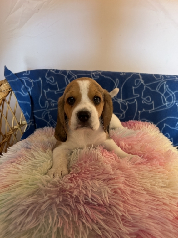 Petite femelle Beagle née le 26/05/2026 est proposée – vendue 1150 €.