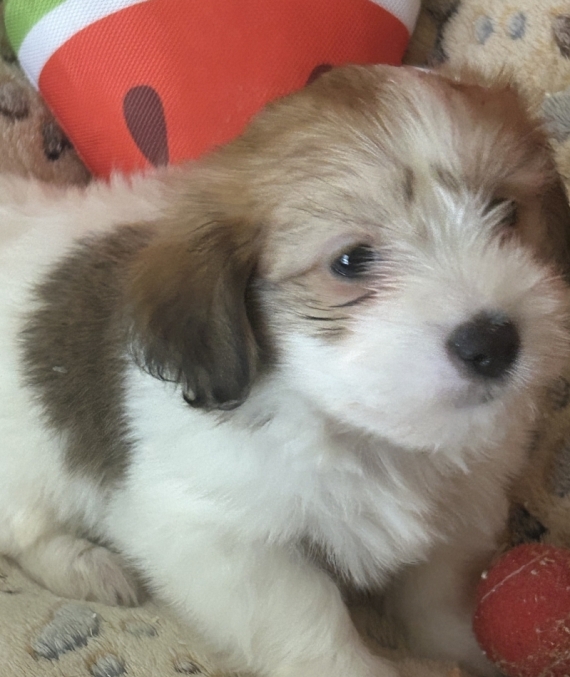 Petite femelle Coton de Tulear née le 14/05/2026 est proposée – vendue 950 €.