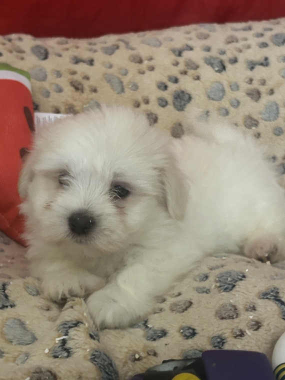 Petite femelle Coton de Tulear née le 14/05/2026 est proposée – vendue 950 €.