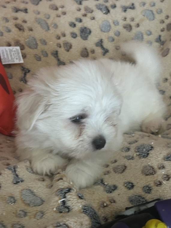 Petite femelle Coton de Tulear née le 14/05/2026 est proposée – vendue 950 €.