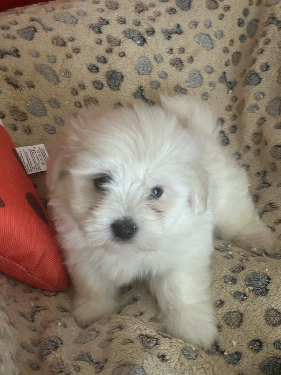 Petite femelle Coton de Tulear née le 14/05/2026 est proposée – vendue 950 €.