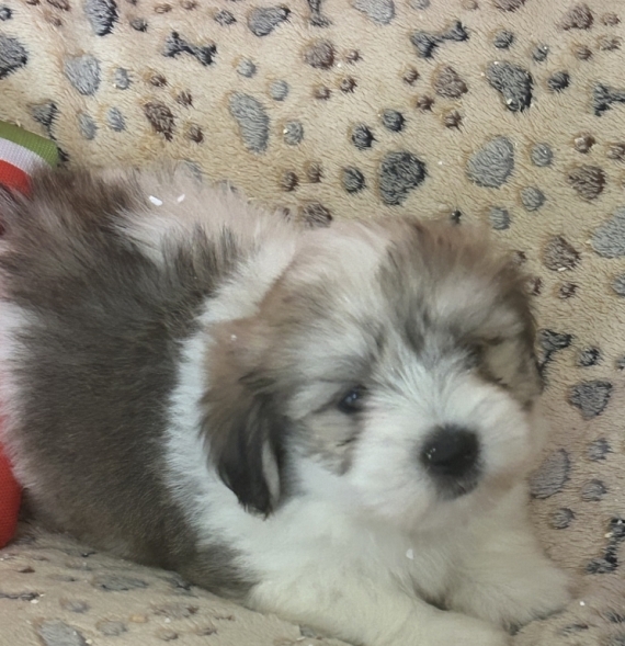 Petit mâle Coton de Tulear né le 14/05/2026 est proposé – vendu 950 €.