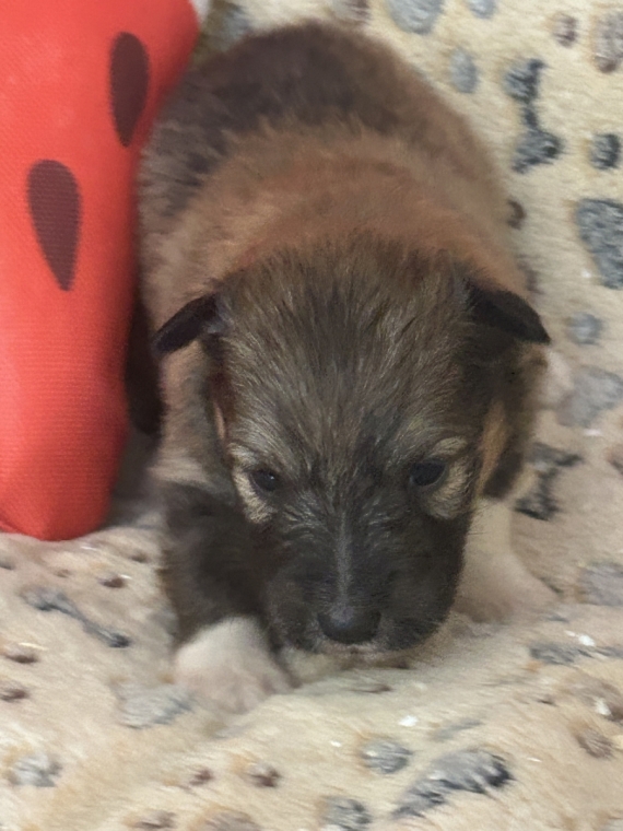Petit mâle Berger des Shetland né le 09/06/2026 est proposé – vendu 950 €.
