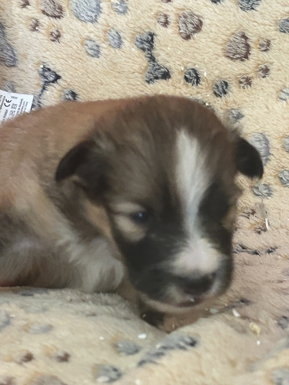 Petit mâle Berger des Shetland né le 09/06/2026 est proposé – vendu 950 €.
