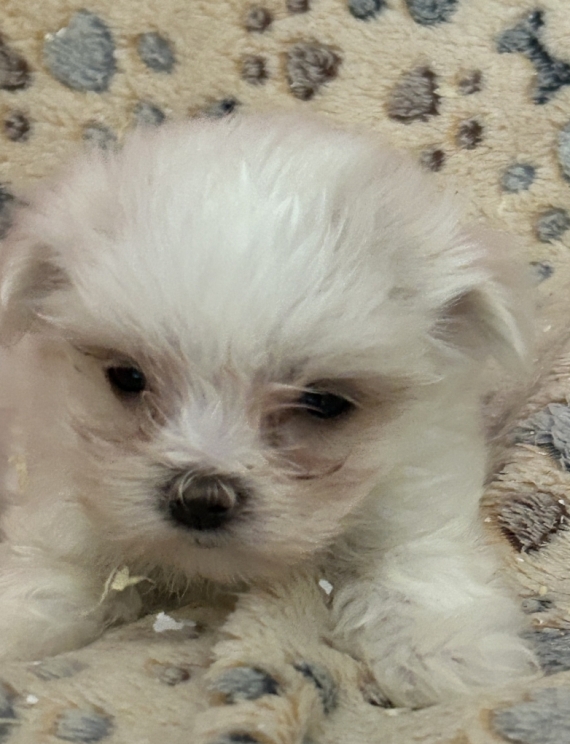 Petite femelle Bichon Maltais née le 19/05/2026 est proposée – vendue 1380 €.