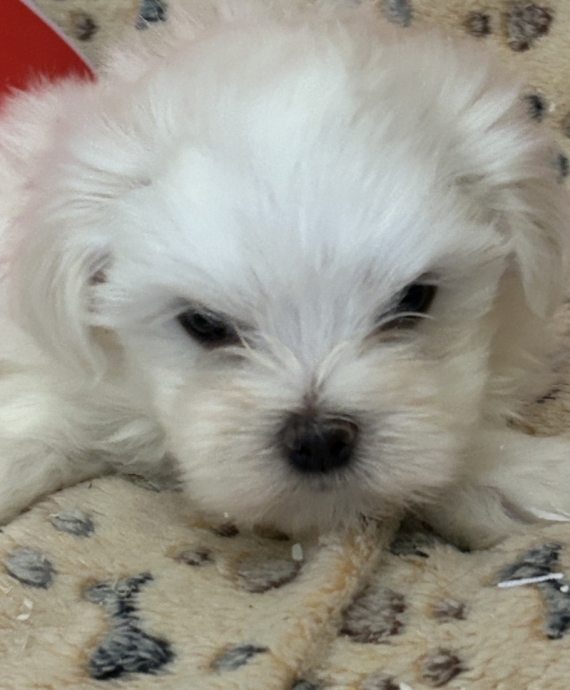 Petite femelle Bichon Maltais née le 19/05/2026 est proposée – vendue 1380 €.