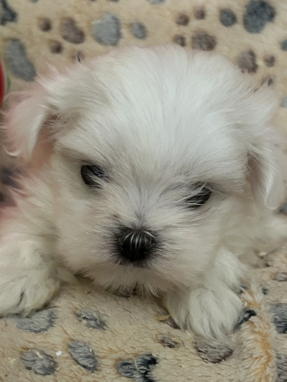 Petit mâle Bichon Maltais né le 19/05/2026 est proposé – vendu 1380 €.