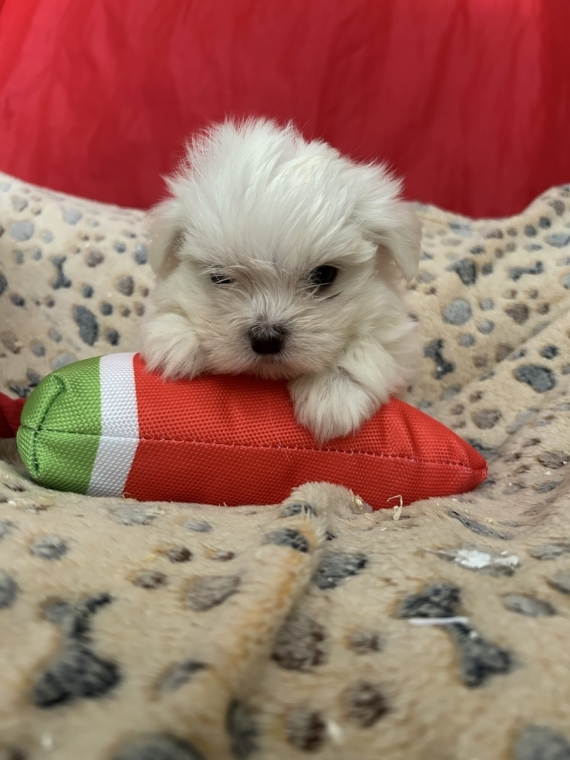 Petit mâle Bichon Maltais né le 19/05/2026 est proposé – vendu 1280 €.