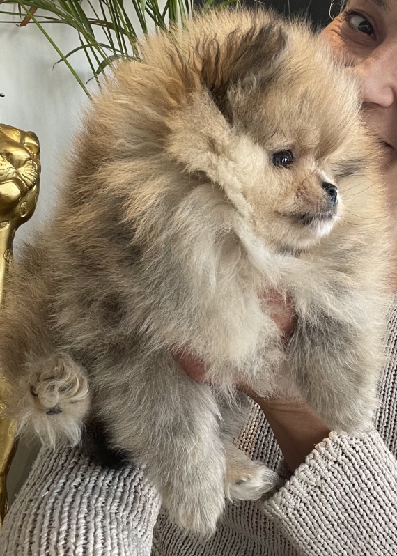 Petite femelle Spitz Allemand (Nain) née le 15/02/2026 est proposée – vendue 3100 €.