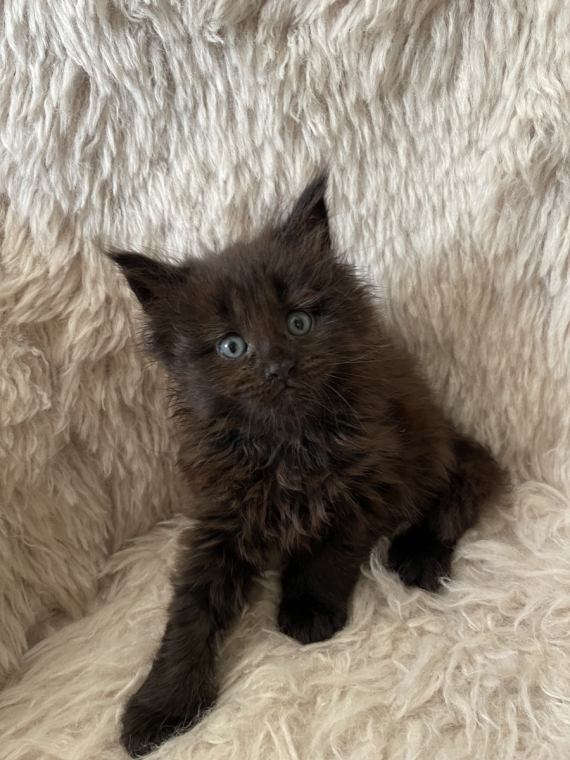Petite femelle Maine Coon née le 13/05/2026 est proposée – vendue 1800 €.
