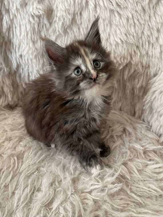 Petite femelle Maine Coon née le 13/05/2026 est proposée – vendue 1570 €.