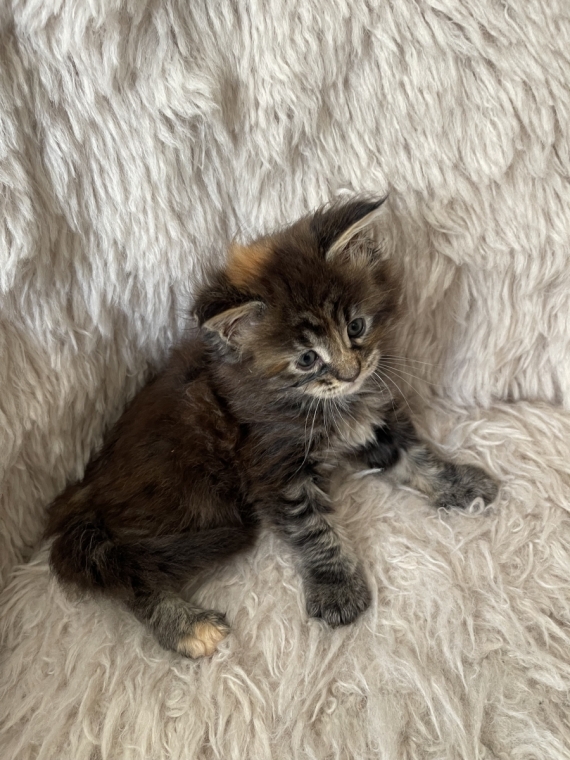 Petite femelle Maine Coon née le 13/05/2026 est proposée – vendue 1700 €.