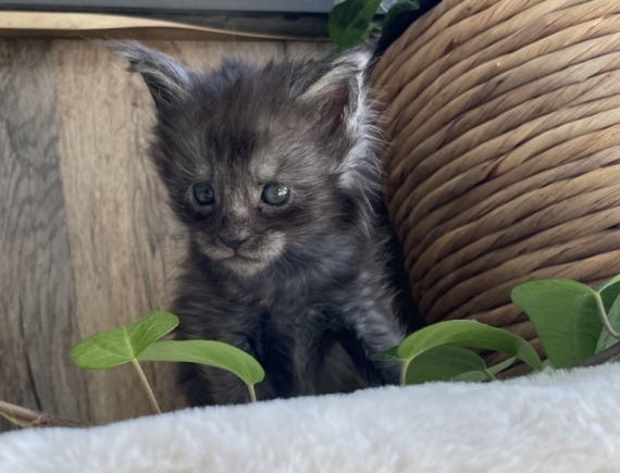 Petit mâle Maine Coon né le 06/05/2026 est proposé – vendu 1700 €.