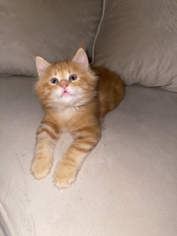 Petit mâle Maine Coon né le 13/05/2026 est proposé – vendu 1000 €.