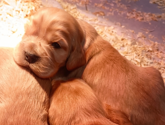 Petite femelle Cocker Anglais (Spaniel) n�e le 11/06/2026 est propos�e � vendue 1700 �.