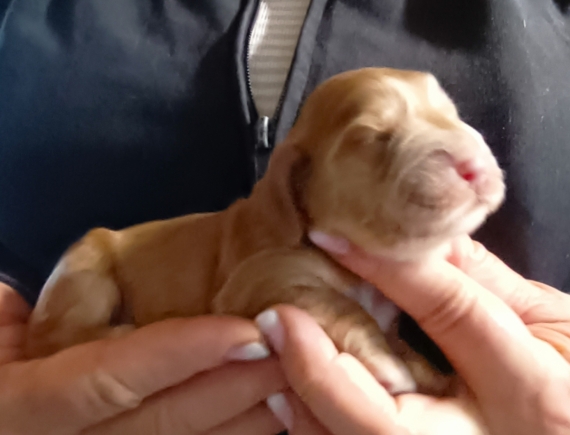 Petite femelle Cocker Anglais (Spaniel) née le 11/06/2026 est proposée – vendue 1700 €.