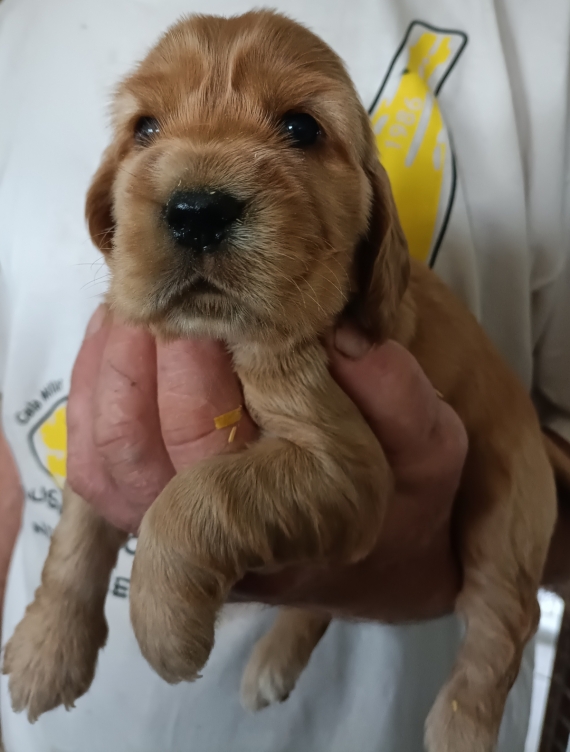 Petit m�le Cocker Anglais (Spaniel) n� le 25/05/2026 est propos� � vendu 1700 �.