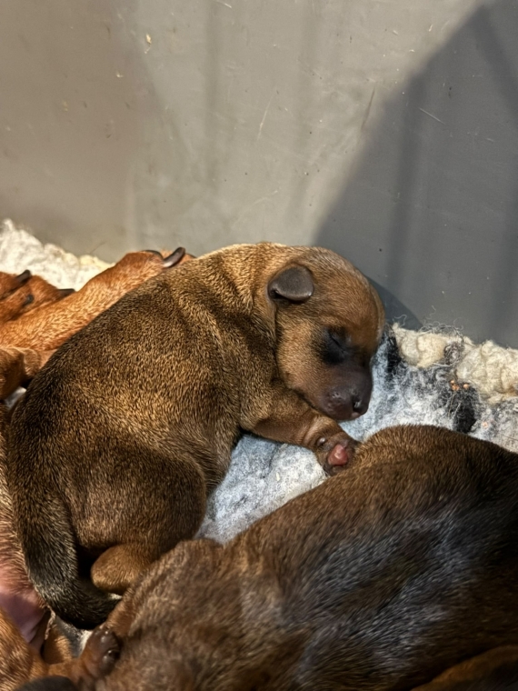 Petite femelle Pinscher Nain née le 25/06/2026 est proposée – vendue 1600 €.