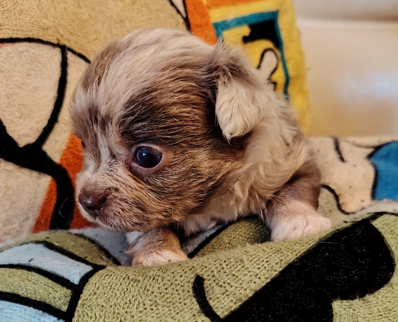 Petit mâle Chihuahua né le 02/06/2026 est proposé – vendu 900 €.