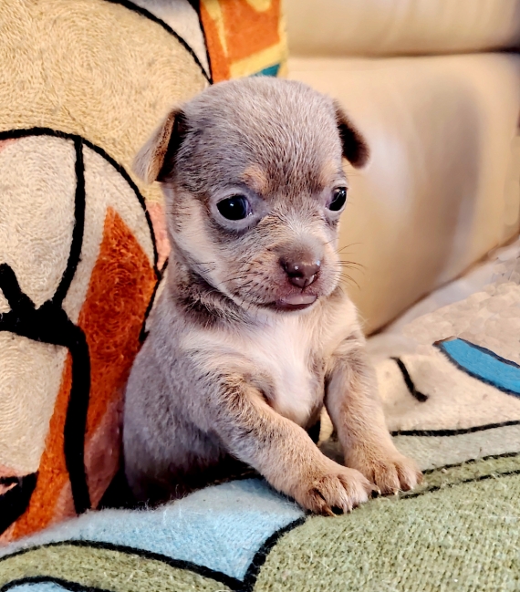 Petite femelle Chihuahua née le 02/06/2026 est proposée – vendue 1300 €.