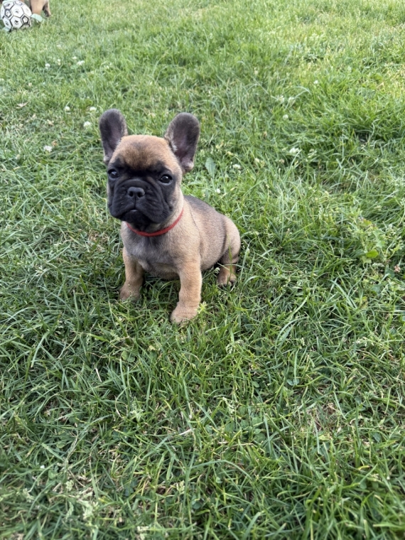 Petite femelle Bouledogue Français née le 05/05/2026 est proposée – vendue 1300 €.
