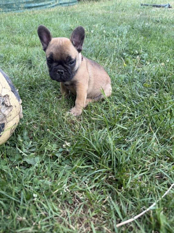 Petite femelle Bouledogue Français née le 05/05/2026 est proposée – vendue 1300 €.