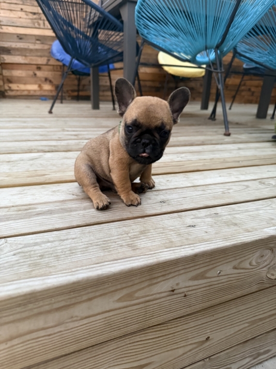 Petit mâle Bouledogue Français né le 05/05/2026 est proposé – vendu 1300 €.