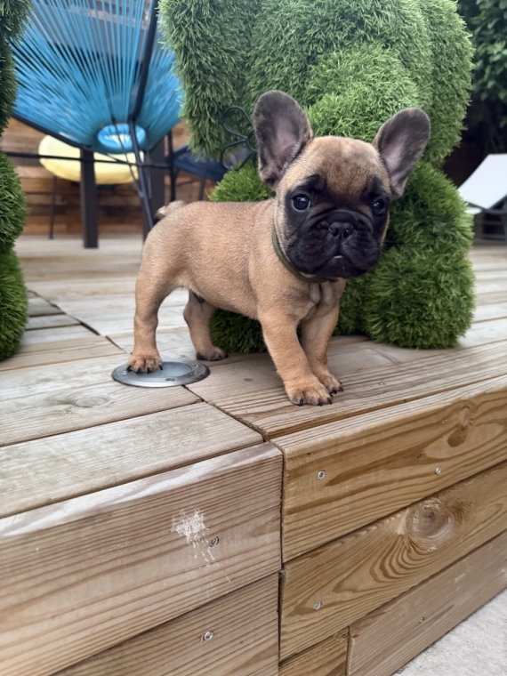 Petit mâle Bouledogue Français né le 05/05/2026 est proposé – vendu 1300 €.