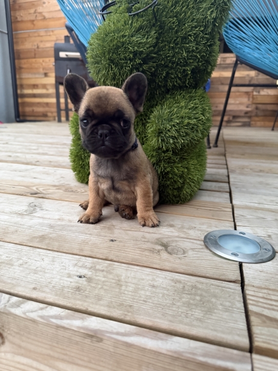 Petit mâle Bouledogue Français né le 05/05/2026 est proposé – vendu 1300 €.
