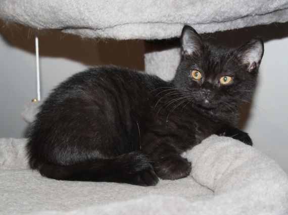 Petite femelle British Shorthair née le 23/02/2026 est proposée – vendue 1200 €.
