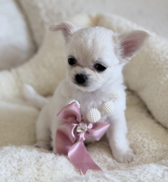 Petite femelle Chihuahua née le 05/05/2026 est proposée – vendue 1780 €.