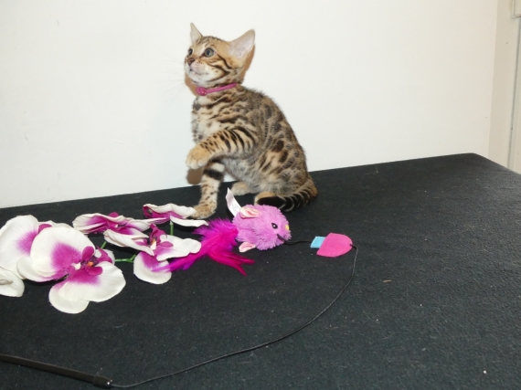 Petite femelle Bengal née le 08/04/2026 est proposée – vendue 1200 €.