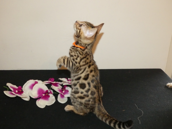 Petite femelle Bengal née le 08/04/2026 est proposée – vendue 1200 €.
