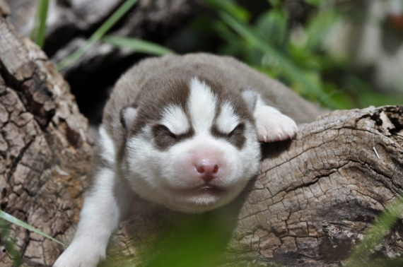 Petit mâle Husky Sibérien né le 04/06/2026 est proposé – vendu 1200 €.