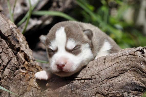 Petit mâle Husky Sibérien né le 04/06/2026 est proposé – vendu 1200 €.