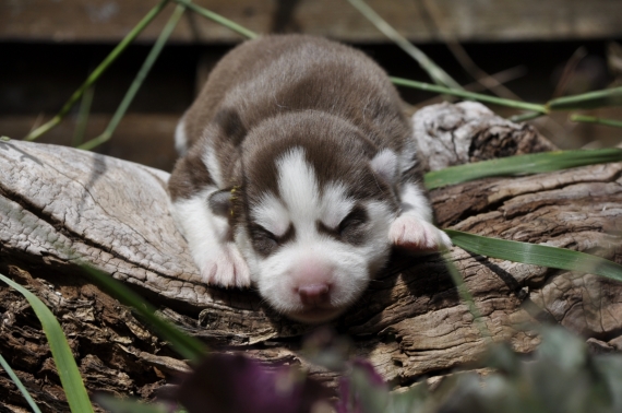 Petite femelle Husky Sibérien née le 04/06/2026 est proposée – vendue 1400 €.